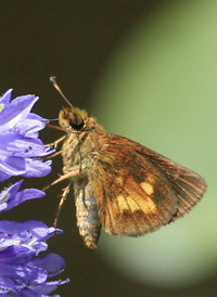 Mulberry Wing